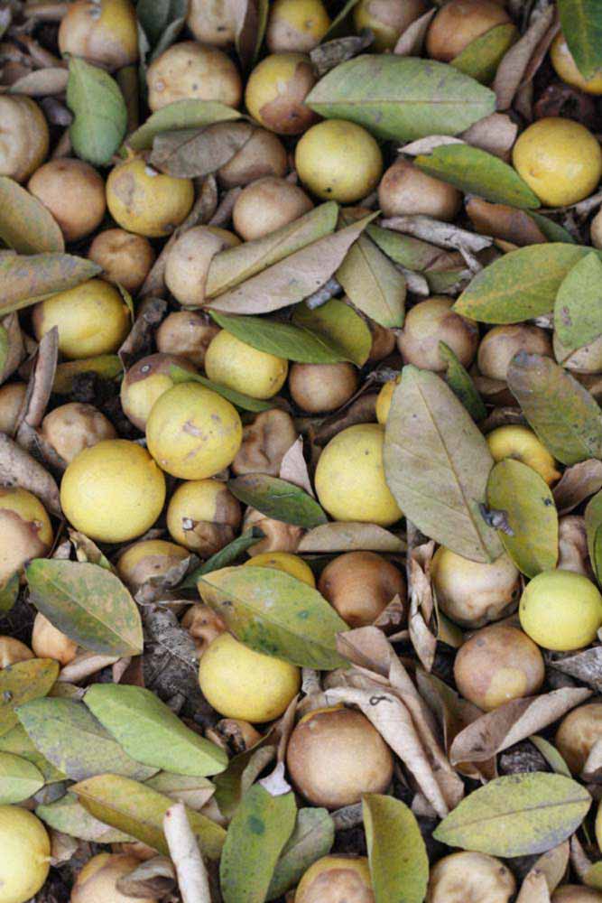            Fruit (Riverside, CA)   